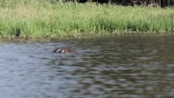 CLEAN : STOCKSHOTS: Brazil's Amazon rainforest wildlife News Clip