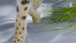 Meet the Serval, Africa's Agile Hunter Instructional Video