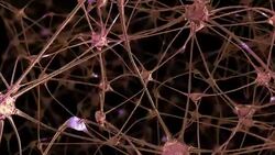 Journey through a network of neuronal cells and synapses in the brain through which electrical impulses and discharges pass Stock Footage
