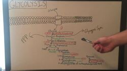 Overview of Glycolysis - Basics for Beginners - Biochemistry Lesson Instructional Video