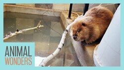 Huckleberry the Beaver Gets Water! Instructional Video