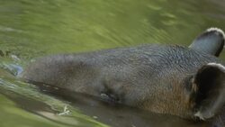 These Baird'sTapirs Love the Water Instructional Video