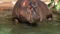 See the Moment a River Hippo Enters the World for the First Time Instructional Video