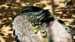 Elegant wild exotic bird with colorful artistic feathers. Close up of peacock textured plumage. Flying Indian green peafowl (Pavo cristatus) in real nature, vibrant pattern of luminous tail and wings. Stock Footage