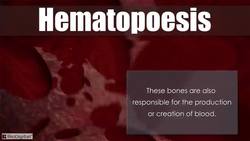 HST-AP Introduction to the Skeletal System Instructional Video