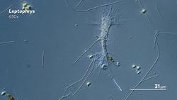 Water Is Thicker When You’re Smaller Instructional Video