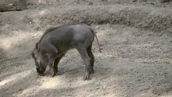 A Fresh Crop of Warthog Piglets Get a Taste of Adventure Instructional Video