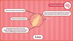 Lice! They're Itchy, They're Tough to Kill, and They're Everywhere Instructional Video