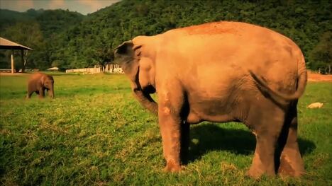 Elephant Communication and Reproduction