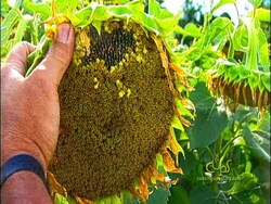 Energy Independence On the Farm - Biodiesel Fuel Production Instructional Video