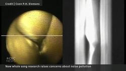 Whale mating calls drowned out by human-caused noise pollution, study suggests News Clip