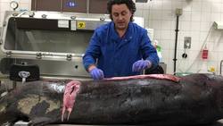 Scientists investigate rare pygmy sperm whale found on beach News Clip