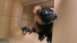Check Out this Rare Red Ruffed Lemur Baby! Instructional Video