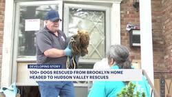 Dozens of dogs saved from Brooklyn hoarder home treated in the Hudson Valley News Clip
