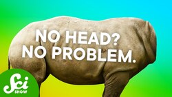 How These Animals Lost Their Heads (And Bodies, and Butts) Instructional Video