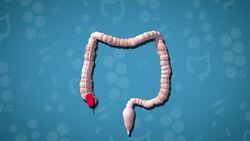 I WONDER - How Does The Colon Get Rid Of Waste? Instructional Video