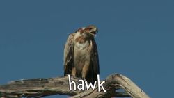 Carnivores! Learning Carnivore Animals for Kids Instructional Video