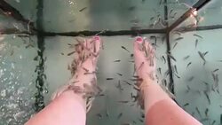 Garra rufa a small species of cyprinid fish Santorini Greece used for spa treatment to feet and skin Stock Footage