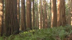 Redwood National and State Parks - Find Your Park: Movies of the Redwoods Instructional Video