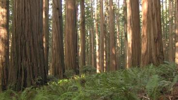 Redwood National and State Parks - Find Your Park: Movies of the Redwoods