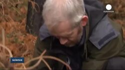 Red squirrels could disappear warn conservationists News Clip