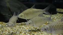 freshwater fish Stock Footage