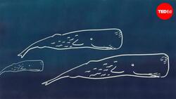 TED-Ed: How advanced is whale talk? | David Gruber and Shane Gero Instructional Video
