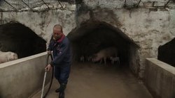 Pigs on a pig farm in China News Clip