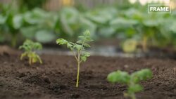 Amazing Process Factory of Million Tons of Tomatoes - Factory Processing Instructional Video