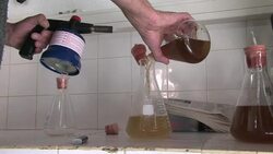 VOICED : French Oysters sent to Monaco for refinem News Clip