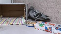 How this Spanish pigeon ended up on Sable Island News Clip