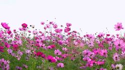 Cosmos flower field Stock Footage