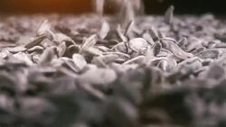 Sunflower Seeds authentic Slow-Motion falling on wooden table, close up Stock Footage