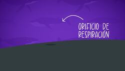 I WONDER - What Is A Blowhole? Me Pregunto - Qué Es Un Orificio De Respiración? Instructional Video
