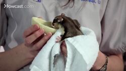 How to Feed a Sugar Glider Instructional Video