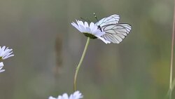 black-veined white butterfly pollinating a white flower Stock Footage