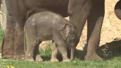 Prague Zoo welcomes new baby elephant Instructional Video
