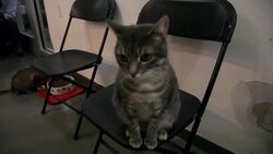 Should You Give Your Cat Catnip? Instructional Video