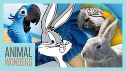 Cartoons vs Reality Instructional Video