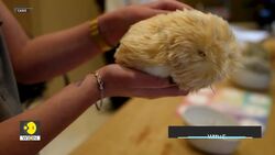 Can Robots replace pets? | Artificial Intelligence News Clip