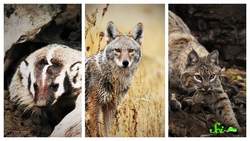 That’s Not a Rattlesnake… It’s an Owl! Instructional Video