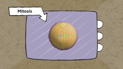 Exploring Cell Division Instructional Video