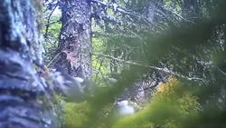Glacier National Park - Lords & Ladies: The Harlequin Ducks of Glacier National Park Instructional Video