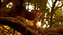 Raptors: From Owls to Falcons Instructional Video