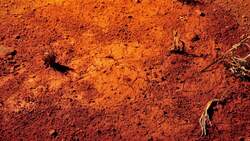 Owl's Fascinating Facts: Devil Drinking Instructional Video