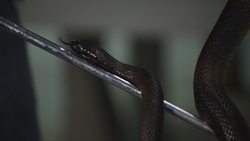 Exploring the World of Reptiles Instructional Video