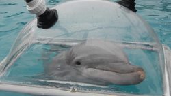 Marine Mammals' Need for Speed! Instructional Video