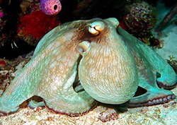 Octopus Instructional Video