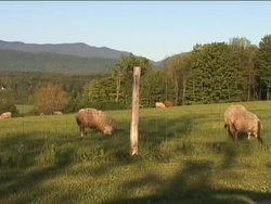 Spring: Video Review Instructional Video