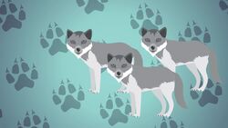 I WONDER - Why Do Wolves Howl? Me Pregunto - Por Qué Aúllan Los Lobos? Instructional Video